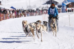 Lenk 2013